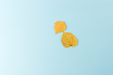 two yellow autumn leaves top view on blue background, step in creative process of making flat lay...