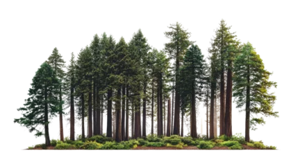Foto op Canvas A dense forest of towering evergreen trees with lush greenery, capturing the essence of nature's tranquility and wilderness. © Miso Ai