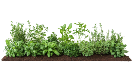 A row of fresh green herbs growing in soil, perfect for a kitchen garden or culinary inspiration. Lush and vibrant with natural beauty.