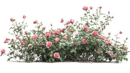 Beautiful rose bush with blooming pink flowers, showcasing nature's elegance and vibrant colors, perfect for garden inspiration.