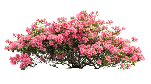 Blooming pink azalea bush with vibrant flowers isolated on white background, showcasing nature's beauty and elegance. Perfect for floral design.