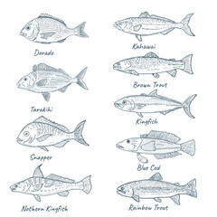 Fototapeta premium Ocean fish vector set in style of sketch