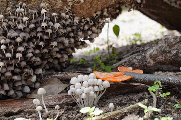 Cogumelos na Floresta - Galhos Árvore - Florianópolis © Atilio
