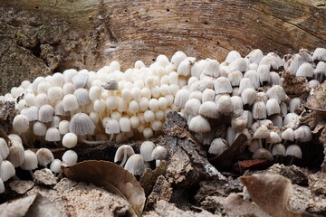 Cogumelos na Floresta - Galhos Árvore - Florianópolis © Atilio