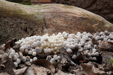 Cogumelos na Floresta - Galhos Árvore - Florianópolis © Atilio