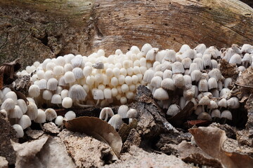Cogumelos na Floresta - Galhos Árvore - Florianópolis © Atilio