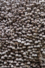 Cogumelos na Floresta - Galhos Árvore - Florianópolis