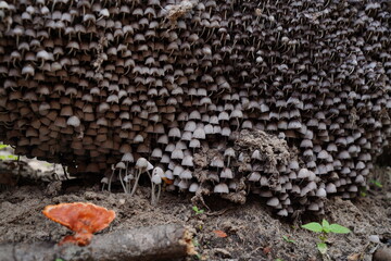 Cogumelos na Floresta - Galhos Árvore - Florianópolis © Atilio