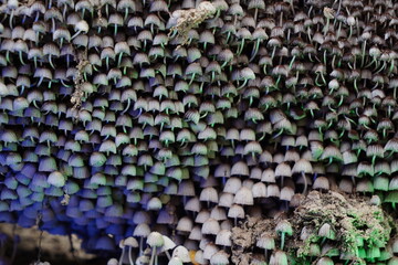 Cogumelos na Floresta - Galhos Árvore - Florianópolis © Atilio