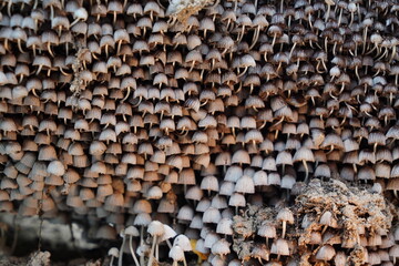 Cogumelos na Floresta - Galhos Árvore - Florianópolis © Atilio