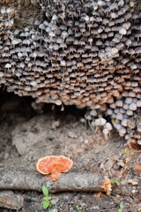 Cogumelos na Floresta - Galhos Árvore - Florianópolis