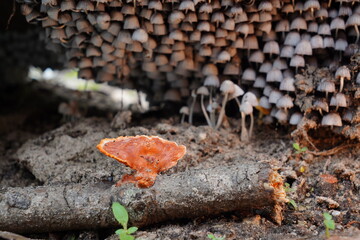Cogumelos na Floresta - Galhos Árvore - Florianópolis © Atilio