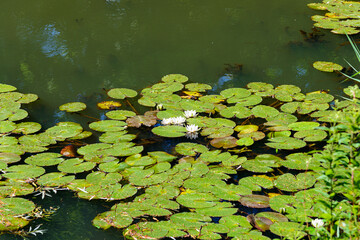 Beautiful aquatic plant pink water lilies or lotus flower floating on tranquil water in a pond at the city botanical gardens Bremen, Germany