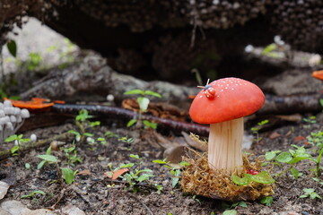 Cogumelo Decorativo na Floresta (Artificial)