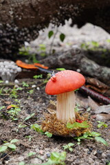Cogumelo Decorativo na Floresta (Artificial)