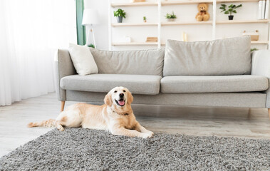 Fototapeta na wymiar Man's Best Friend. Portrait of healthy domestic animal lying on the floor carpet in living room at home. Adorable calm dog resting near sofa, free copy space. Happy Canine Concept.