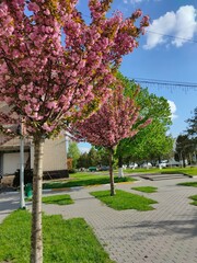 blossom trees