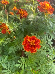 orange and yellow flowers