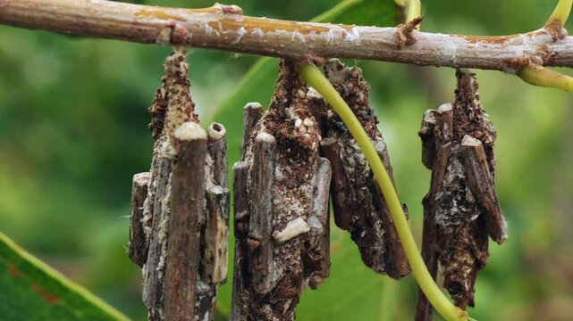 蓑虫がズラリと並んで揺れている1