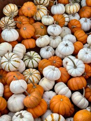 pile of pumpkins