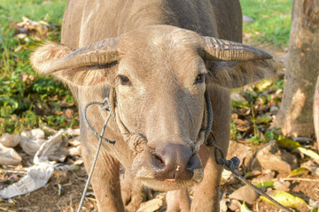 Portrait of buffalo head outdoors