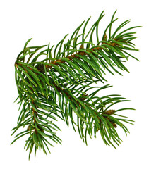 Christmas tree branch isolated on transparent, png for a Christmas decor. Branches close-up. Collection of Fir Branches
