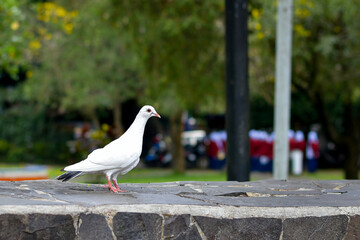A beautiful pair of doves