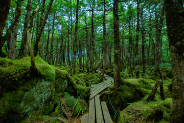 Winding pathway in the green forest and moss in Conservation area of Shirakoma - Kotsumega old-growth forest, Yatsugatake volcanic group, Koumi village, Nagano, Japan