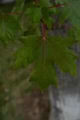 First Autumn Leaves green tree