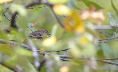 Closeup of a yellow-rumped warbler perched in a tree.