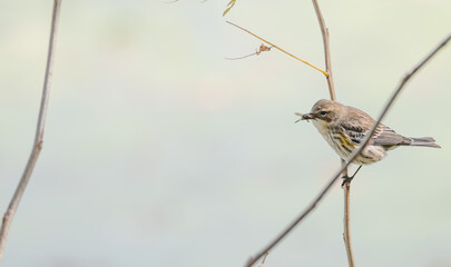 Myrtle warbler perched on a bare branch with a fly in its beak.