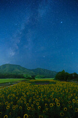 Sunflower field and summer Milky Way