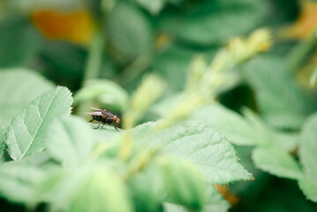 close-up of a fly on a leaf