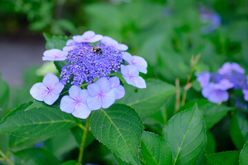Close-up of hydrangea