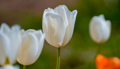 Tulips flowers in a spring field. White tulips with beautiful bouquet background. Spring flower. Tulip field in spring. Spring blossom flowers in garden.