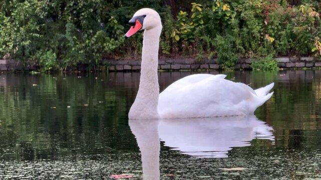 A Swan Swims in the Lake