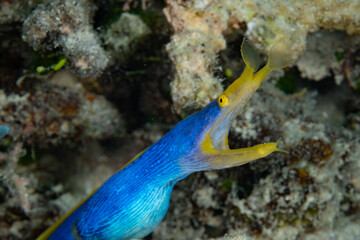 A Blue ribbon eel, Rhinomuraena quaesita, pokes its distinctive head out of a hole in a coral reef in Indonesia. These eels are hermaphrodites, changing from male to female over their lifetime.
