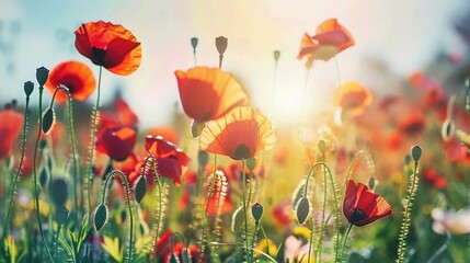 Obraz premium Vibrant Red Poppies in a Sunlit Field