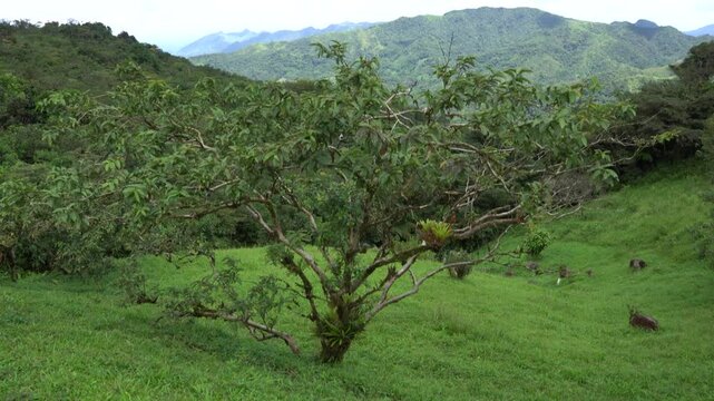 Valle de Anton landscape with trees