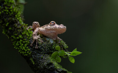 A Tree Frog in Costa Rica 
