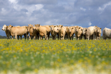 Obraz premium Cows on green grass in summer. A herd of cows grazing on green pastures in Swiss Alps. Farming and livestock. Grazing cow. Hereford cow at summer green field. Cow herd. Cows on farmland. Milk farm.