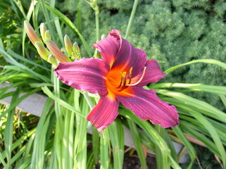 Day Lilly