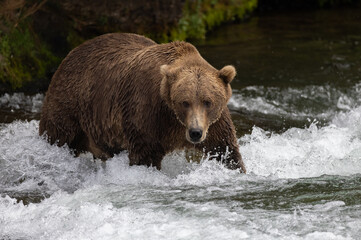 Brown bear in Katmai, Alaska