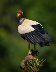 King Vulture in Costa Rica 
