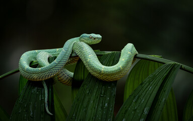 Side Striped Palm Pit Viper in Costa Rica 