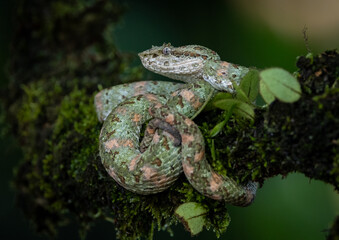 Eyelash Viper in Costa Rica 