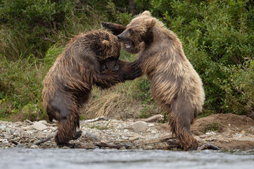 Brown bear in Katmai, Alaska