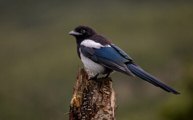 A magpie in Katmai, Alaska