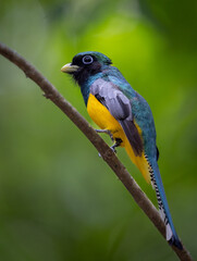 A Trogan in Costa Rica 