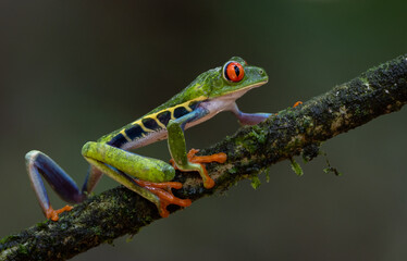 Red-eyed tree frog in Costa Rica